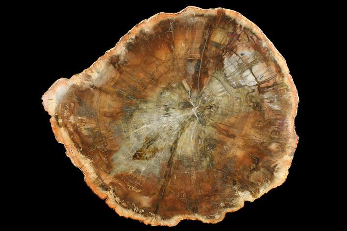 Top Quality Petrified Wood (Araucaria) Round - Madagascar #172022